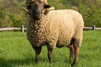  7 طرائف بمظاهر ذبح الأضحية