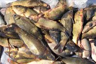 دراسة: الأسماك الدهنية تحد من السلوك العدواني للأطفال