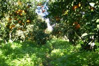 "عاصمة البرتقال" بتونس "تعتصر" ألماً