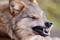 بالفيديو..ذئب يلحق بطبيب داخل عيادته..شاهد ماذا فعل؟