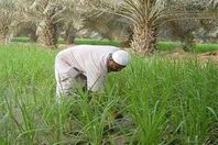 فلاح يروى حقله فتبتلعه الأرض