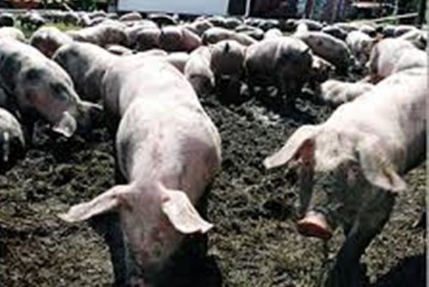 مطالب بتأجيل الدراسة برشيد لانتشار إنفلونزا الخنازير