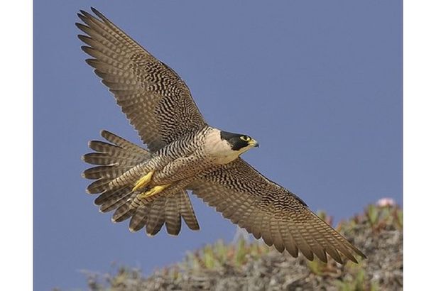 صقر-الشاهين