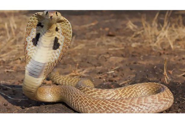 صورة من الفيديو