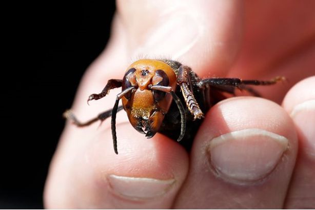 0_US-SCIENCE-ASIAN-HORNETS