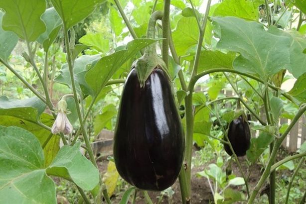 Growing-Eggplants-in-your-Backyard