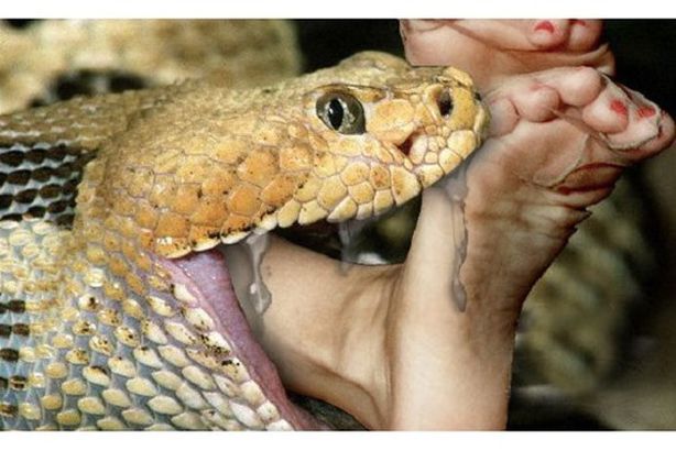 paul-rosolie-eaten-alive-by-snake-640x357