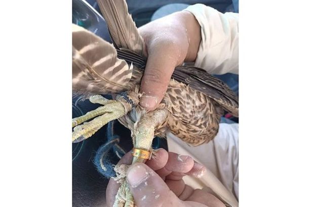 197-012735-saqr-leads-matrouh-tribes-bodies-sons-4