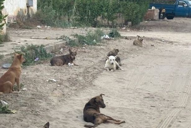 71231605969202508251119421942