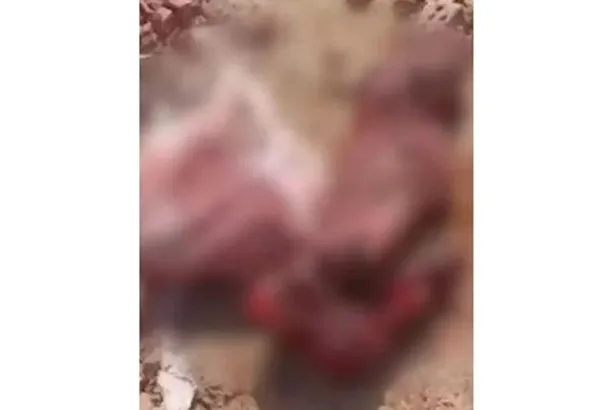 حمير مذبـ.ـوحة.. القبض على اثنين في واقعة أثارت رعب أهالي السنطة بالغربية Capture