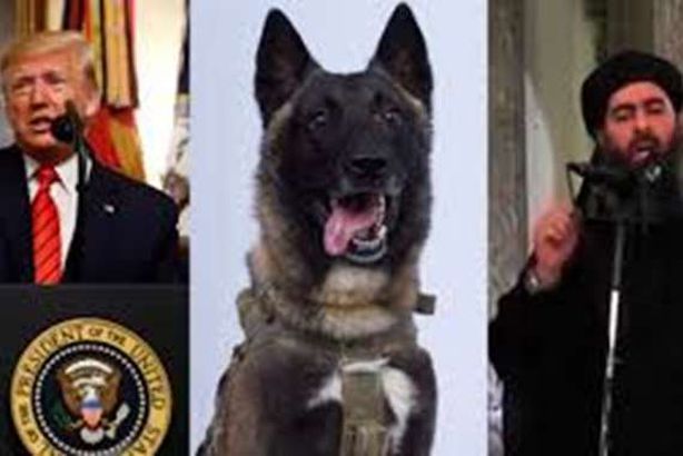 ارتفاع سعر سلالة كلب البغدادي