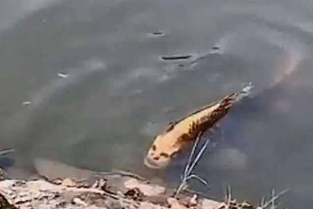 سمكة بوجه انسان