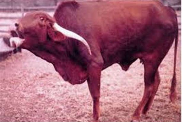 هجمات الذئاب والثعالب تصيب الأبقار بـ "السعار"