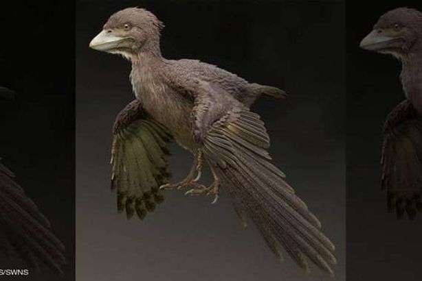 طائر عمره 120 مليون عام

