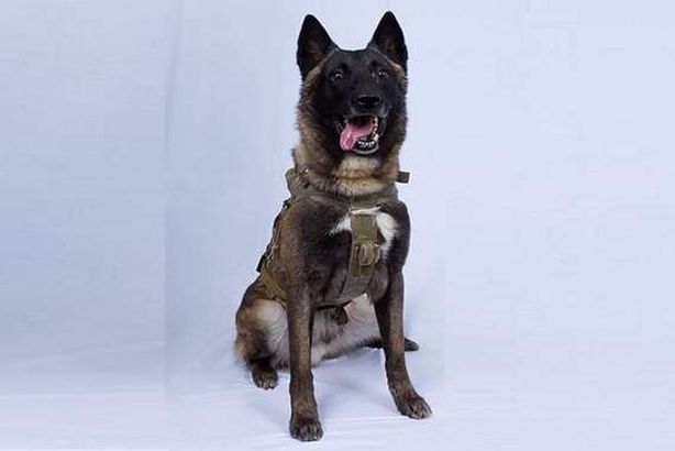 كلب البغدادي