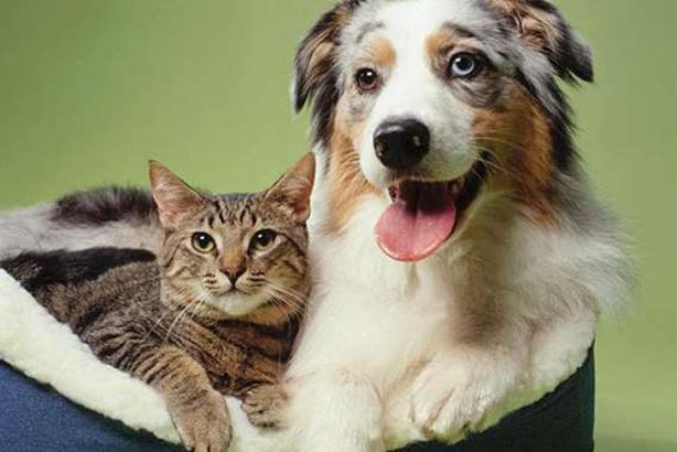 الحيوانات الأليفة