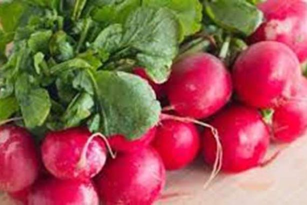 الفجل الاحمر