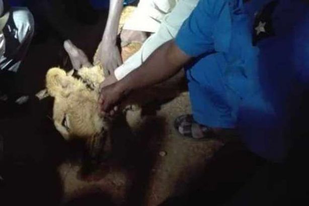 السيطرة علي الأسد الهارب