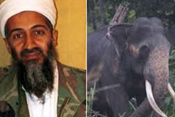 الفيل بن لادن