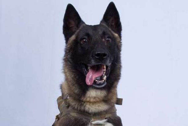 كلب البغدادي