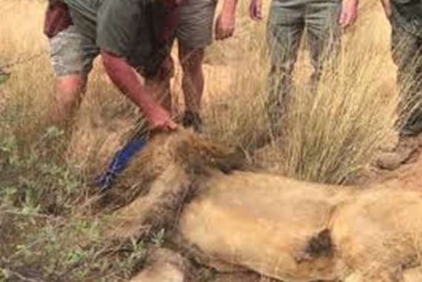 مذبحة  أسود لاستخدامها في  السحر