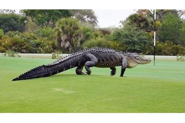 تمساح عملاق يقتحم ملعب 
