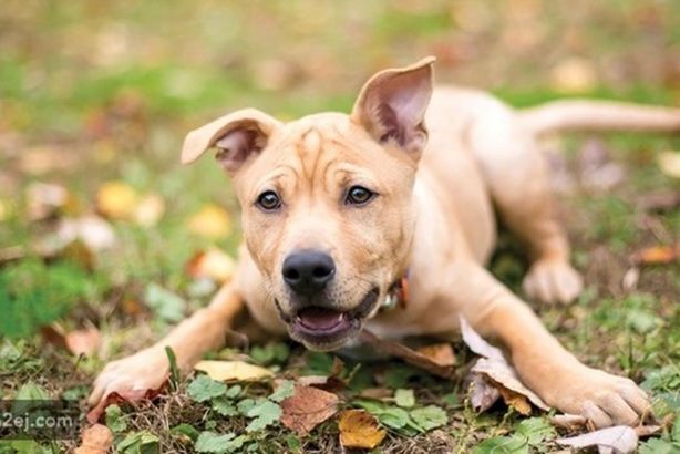 df19ac61f0c1c7c784a2d0d5924194d799156cab-110121203622