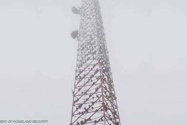 مئات النسور علي حدود تكساس 

