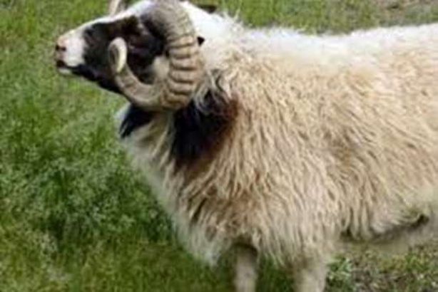 تغريم نائب برلماني بخروف بعد صفعه لوزير