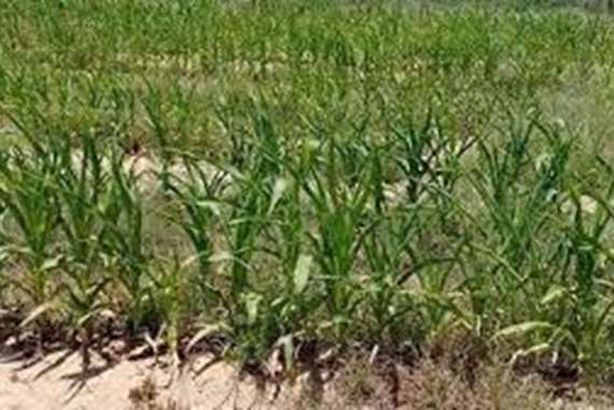 المحاصيل الزراعية

