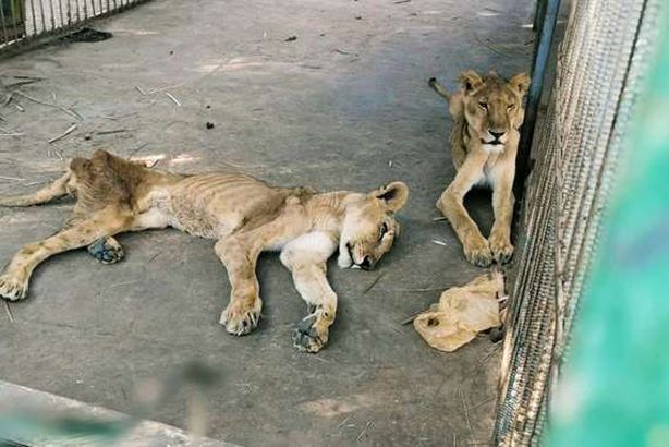 الاسود في السودان