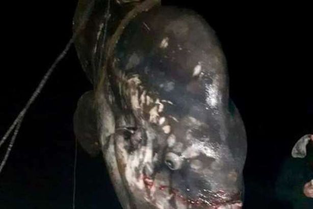 سمكة الشمس النادرة