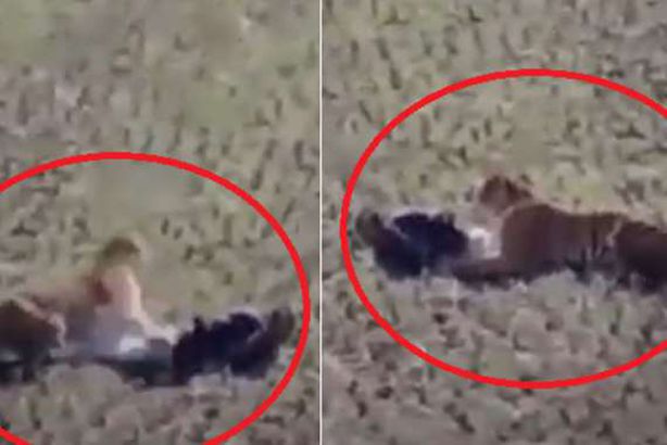 مقطع من الفيديو