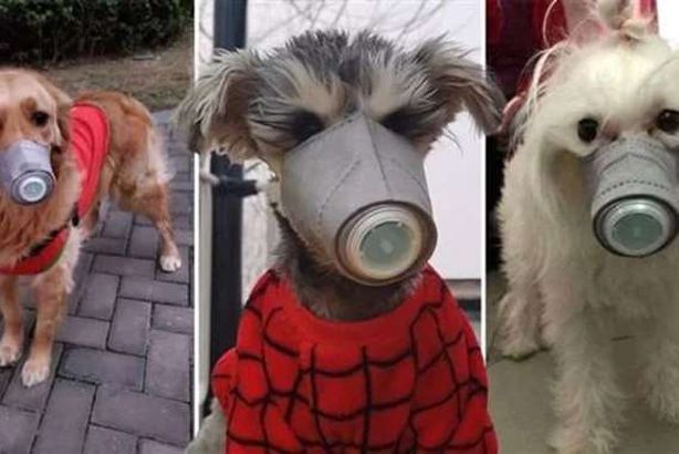 تكميم الحيوانات