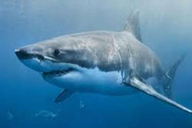 القرش المفترس