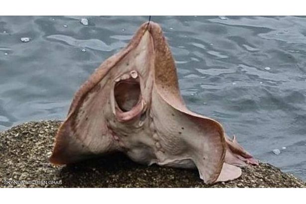 السمكة المخيفة