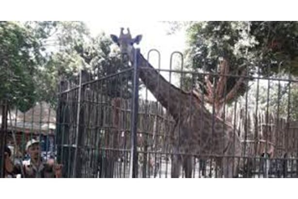 الزرافة سوسن