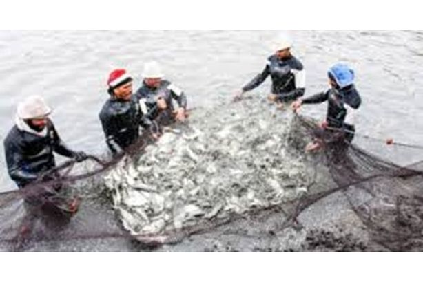 مشروع الاستزراع السمكي