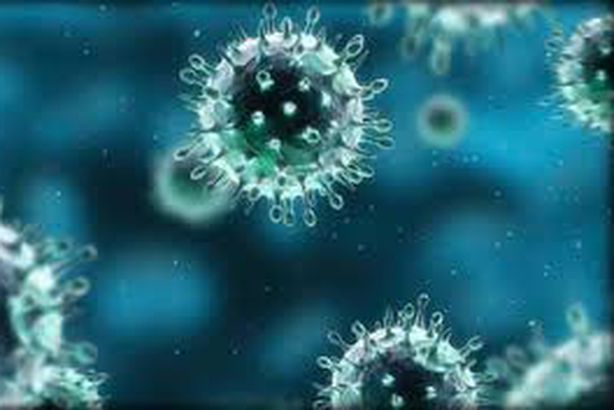  الصحة السعودية:" االإبل الإفريقية" سبب انتشار فيروس "كورونا" بجدة