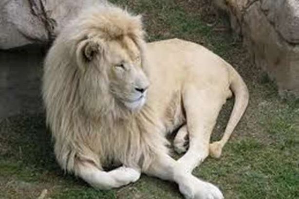 أسد مزيف يثير الرعب بأسيوط