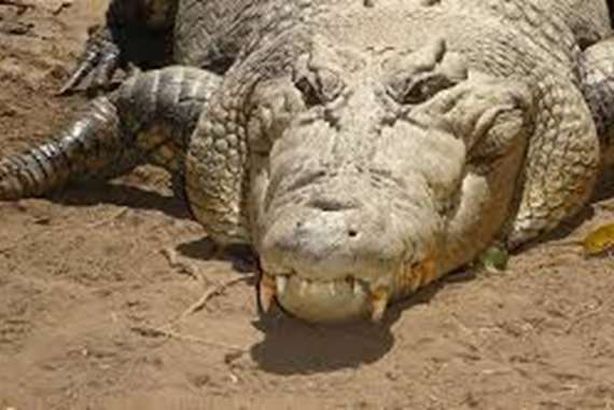 تمساح - أرشيفية