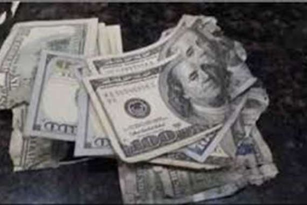 فأر يأكل 50 ألف دولار