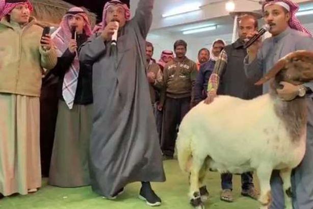 نعجة بـ400 ألف دينار