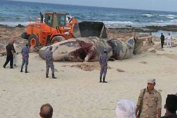 حوت نافق بشاطئ مطروح