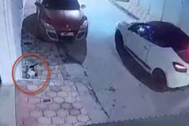 جانب من الفيديو