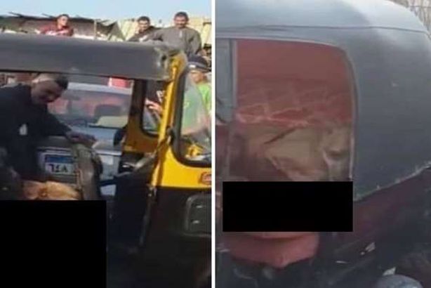 كلب المطرية