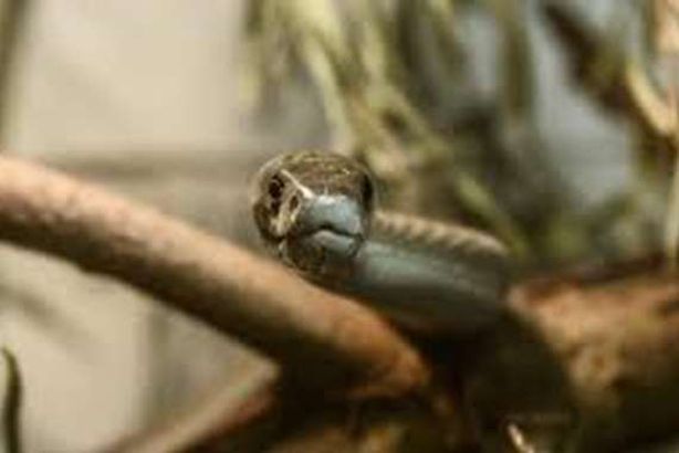 الإعدام لأفعى من أستراليا 

