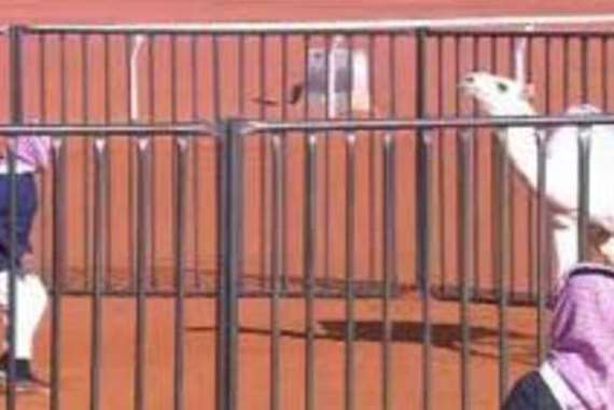 مصارعة للإبل في السعودية