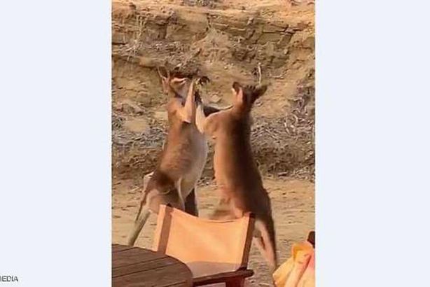 مباراة كونغو