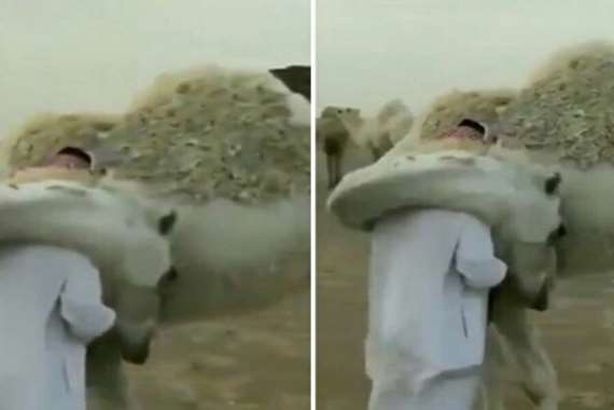 سعودي وناقته